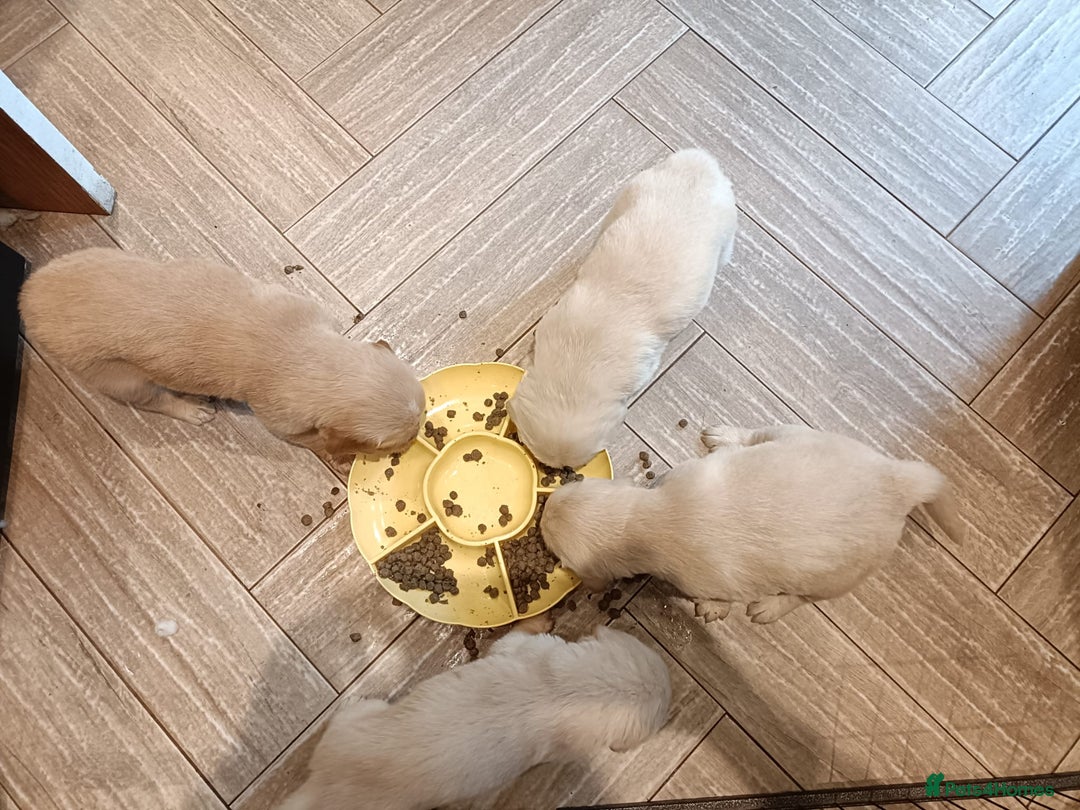 Golden Retriever dogs for sale: Amazing puppies  - Advert 5