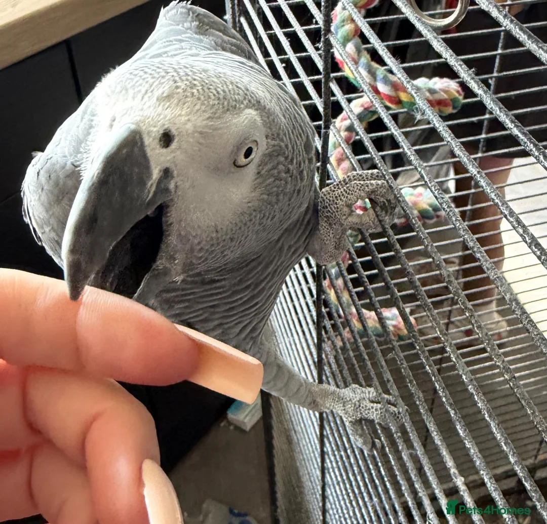 Parrots birds for sale: African grey  in Nottingham - Advert 2