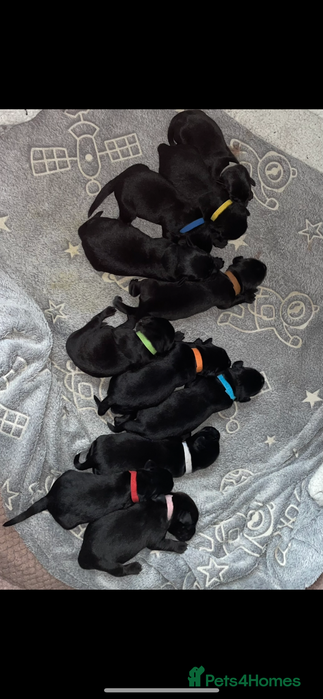 Mixed Breed dogs for sale: YOUR NEW BEST FRIEND IS WAITING!  - Image 13
