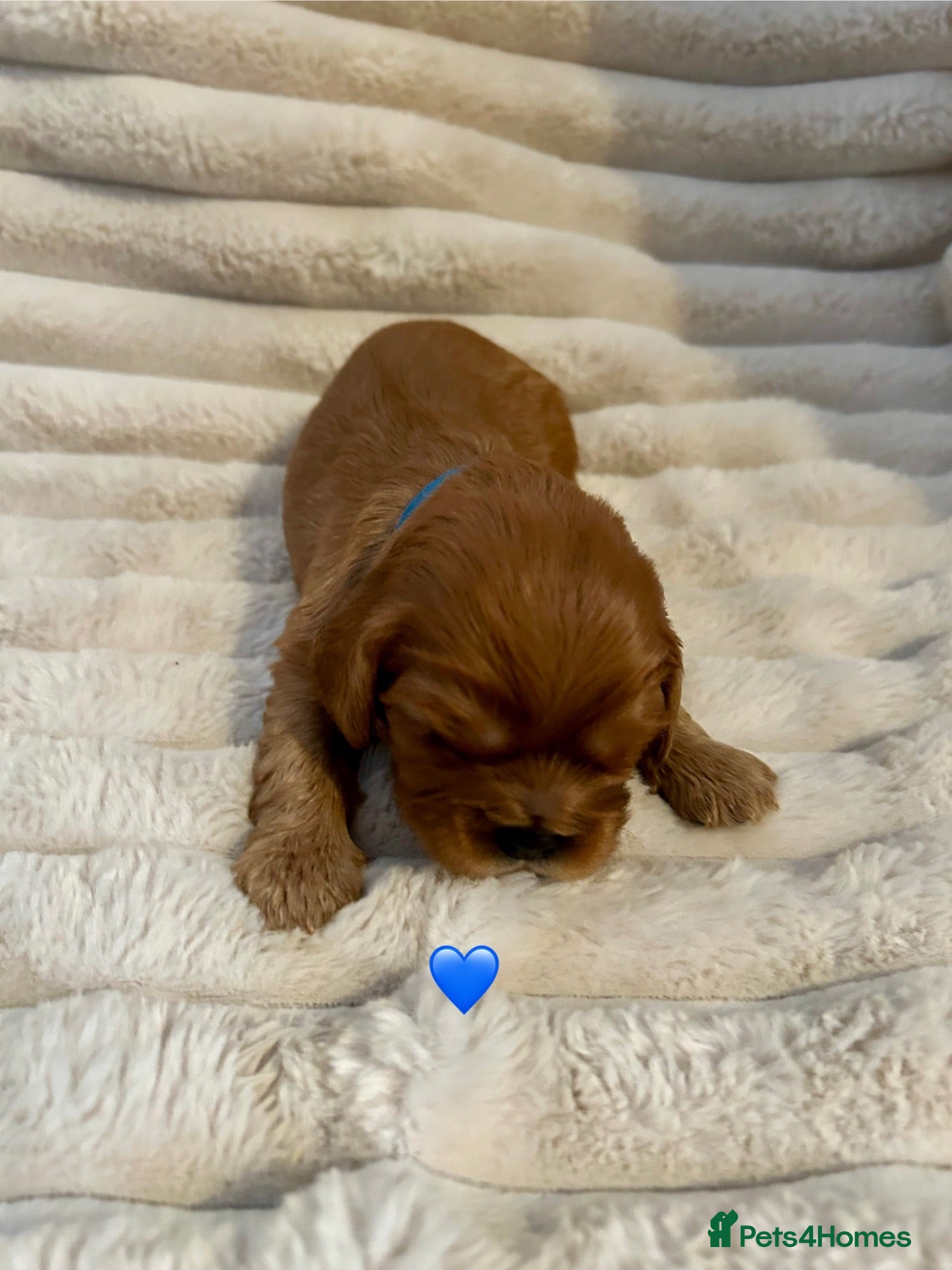 Cavalier King Charles Spaniel dogs KC Cavalier King Charles puppies  - Advert 2