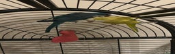 Budgerigars birds for sale: Blue and Yellow Quakers for sale!!  - Advert 4