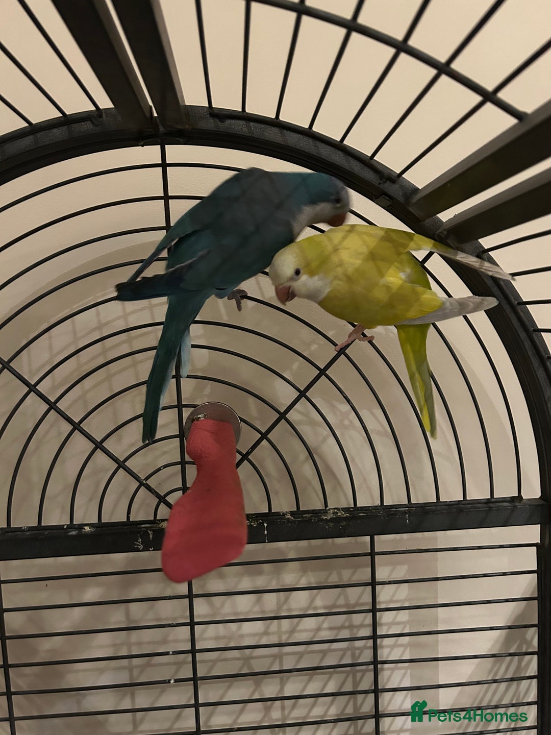 Budgerigars birds for sale: Blue and Yellow Quakers for sale!!  - Advert 4
