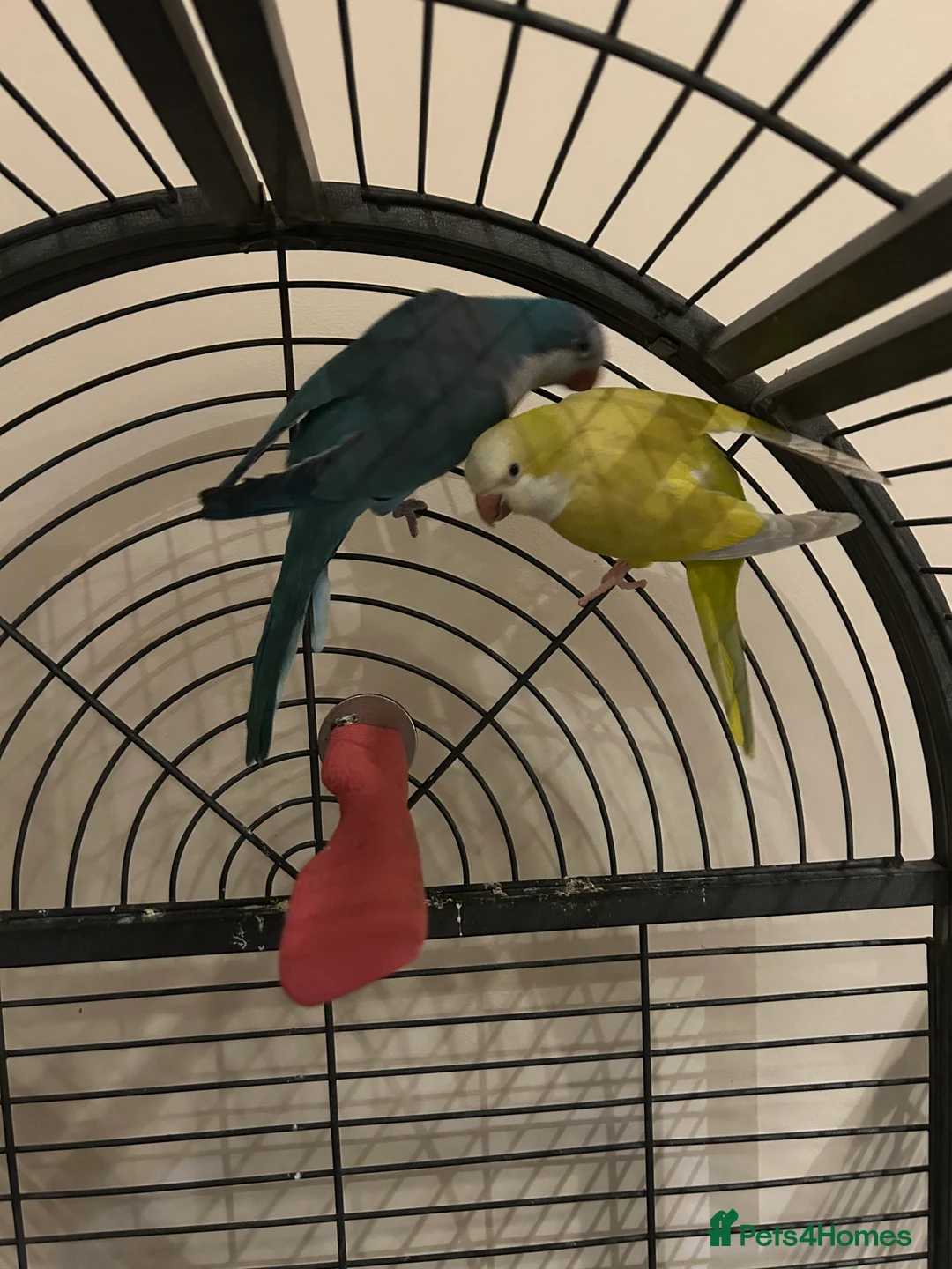 Budgerigars birds for sale: Blue and Yellow Quakers for sale!!  - Advert 4