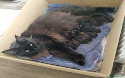Maine Coon cats for sale: XL beautiful Maine coon gccf kittens for sale  - Image 8