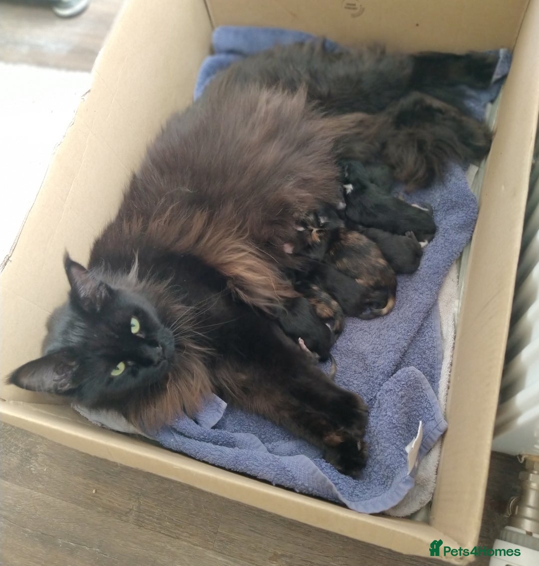 Maine Coon cats for sale: XL beautiful Maine coon gccf kittens for sale  - Image 8