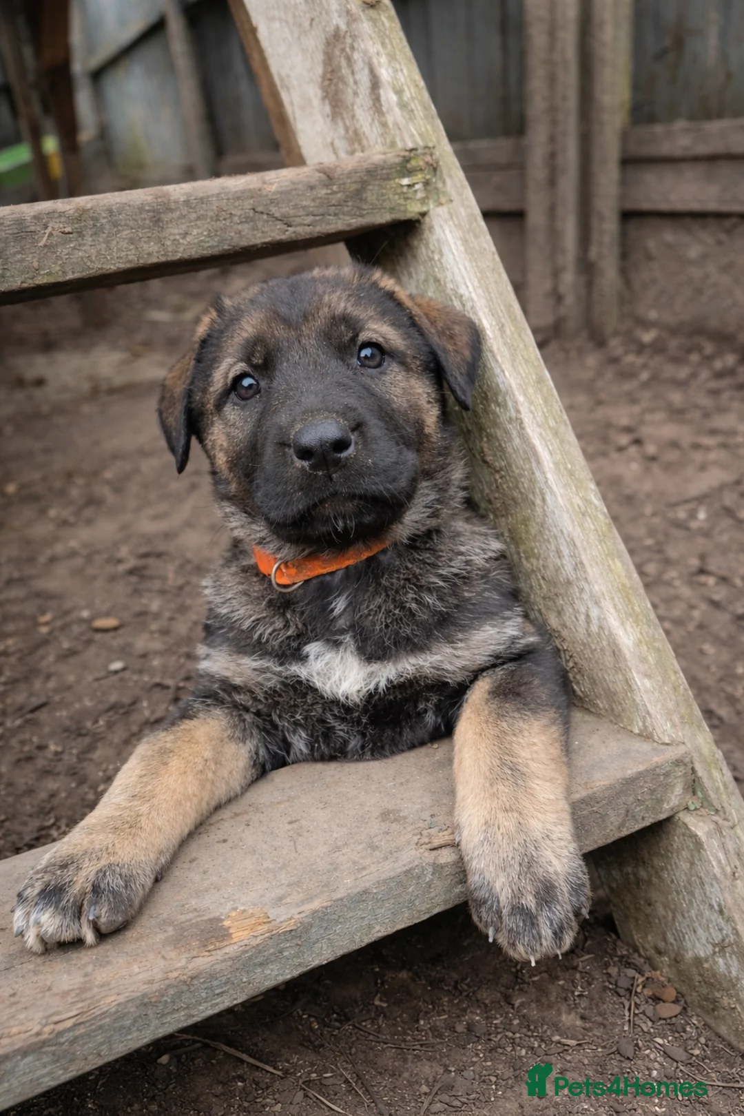 Mixed Breed dogs for sale: Beautiful german shepherd&kangal puppies - Advert 16