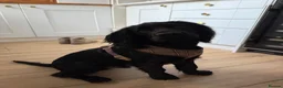 Cocker Spaniel dogs for stud: Working Cocker Spaniel for Stud - Advert 5
