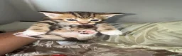 Mixed Breed cats for sale:  Kittens Looking for Loving Homes  - Advert 22