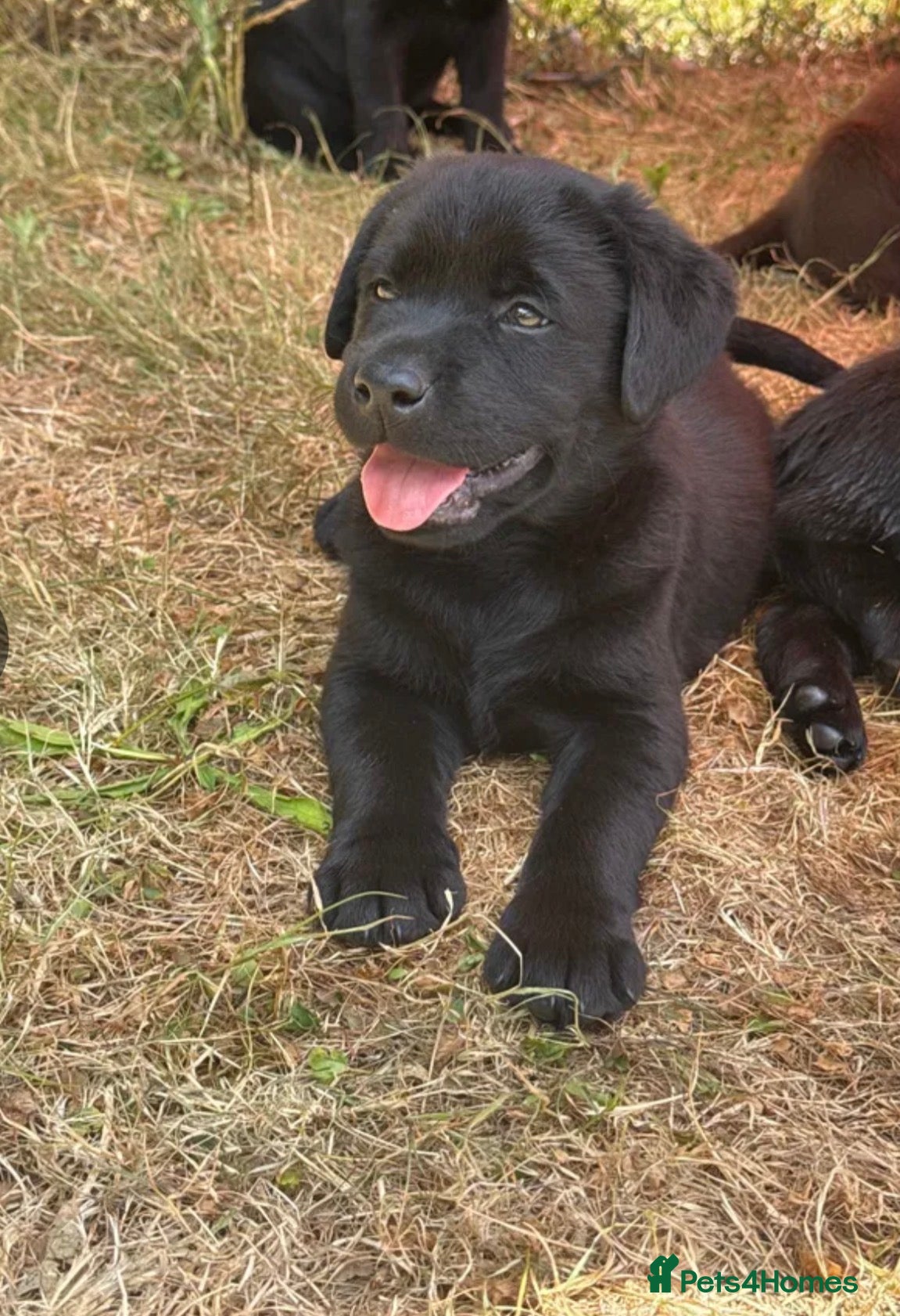 Labrador Retriever dogs KC registered working Labrador Puppys - Advert 1