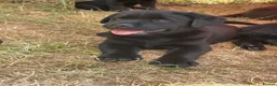 Labrador Retriever dogs for sale: KC registered working Labrador Puppys - Advert 1