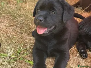 Labrador Retriever dogs KC registered working Labrador Puppys - Advert 2