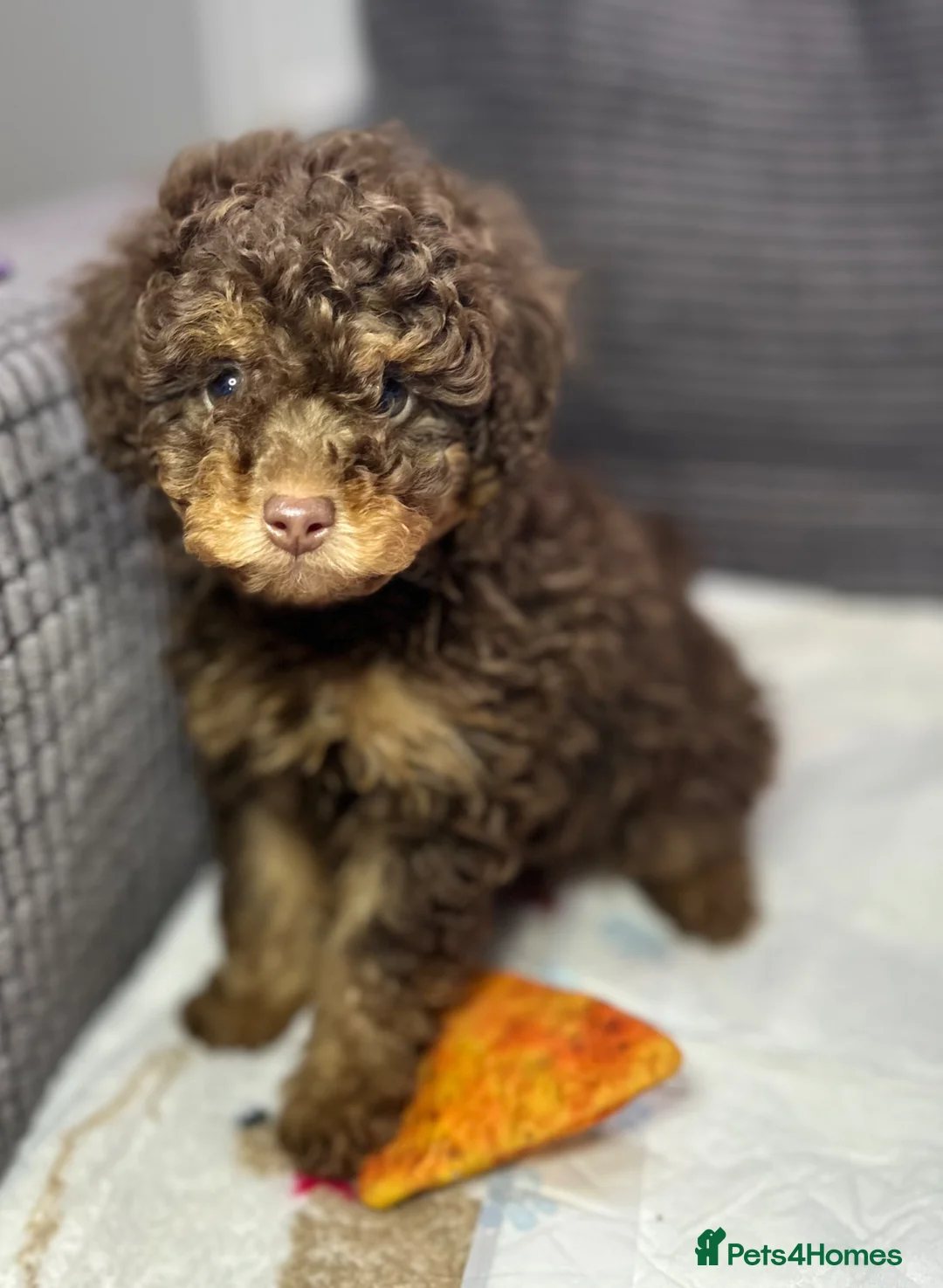 Toy Poodle dogs for sale: Toy poodle puppies READY NOW! - Advert 30
