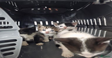 Mixed Breed cats - Advert 9