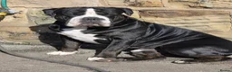 Olde English Bulldogge dogs for stud: Mr Boba  - Advert 3