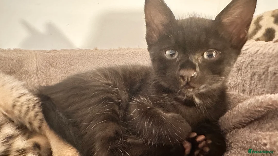 Savannah cats for sale: Stunning F3 Savannahs Last spotted girl - Advert 3