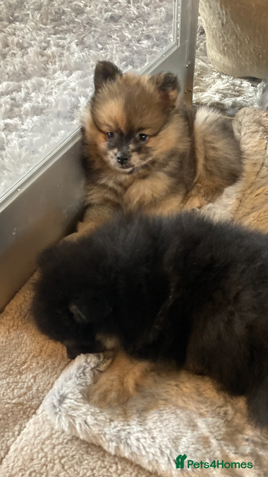 Pomeranian dogs for sale: Stunning litter of 6 Pomeranian Pups - Advert 26