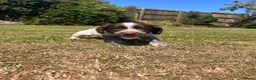 Sprocker dogs for sale: Sprocker/sprockador in Barnstaple - Advert 14