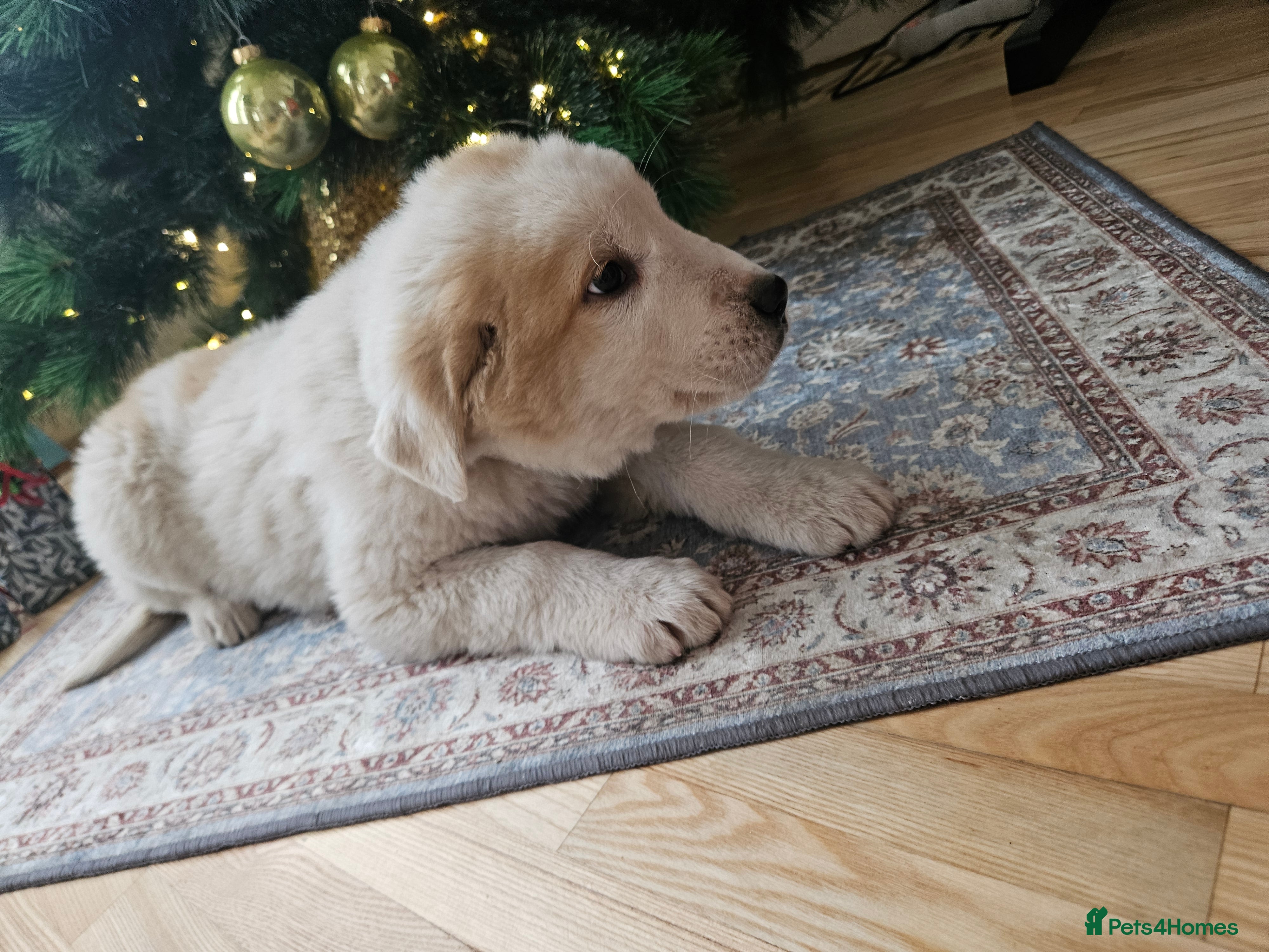 Central Asian Shepherd dogs Beautiful central Asian shepherd puppies - Advert 1