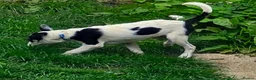 Border Collie dogs for sale: 4 Border Collie Pups  in Swansea - Advert 5