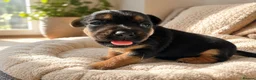 Mixed Breed dogs for sale: 🐶 Adorable Jack Russell Terrier Puppy 🐶 - Advert 3