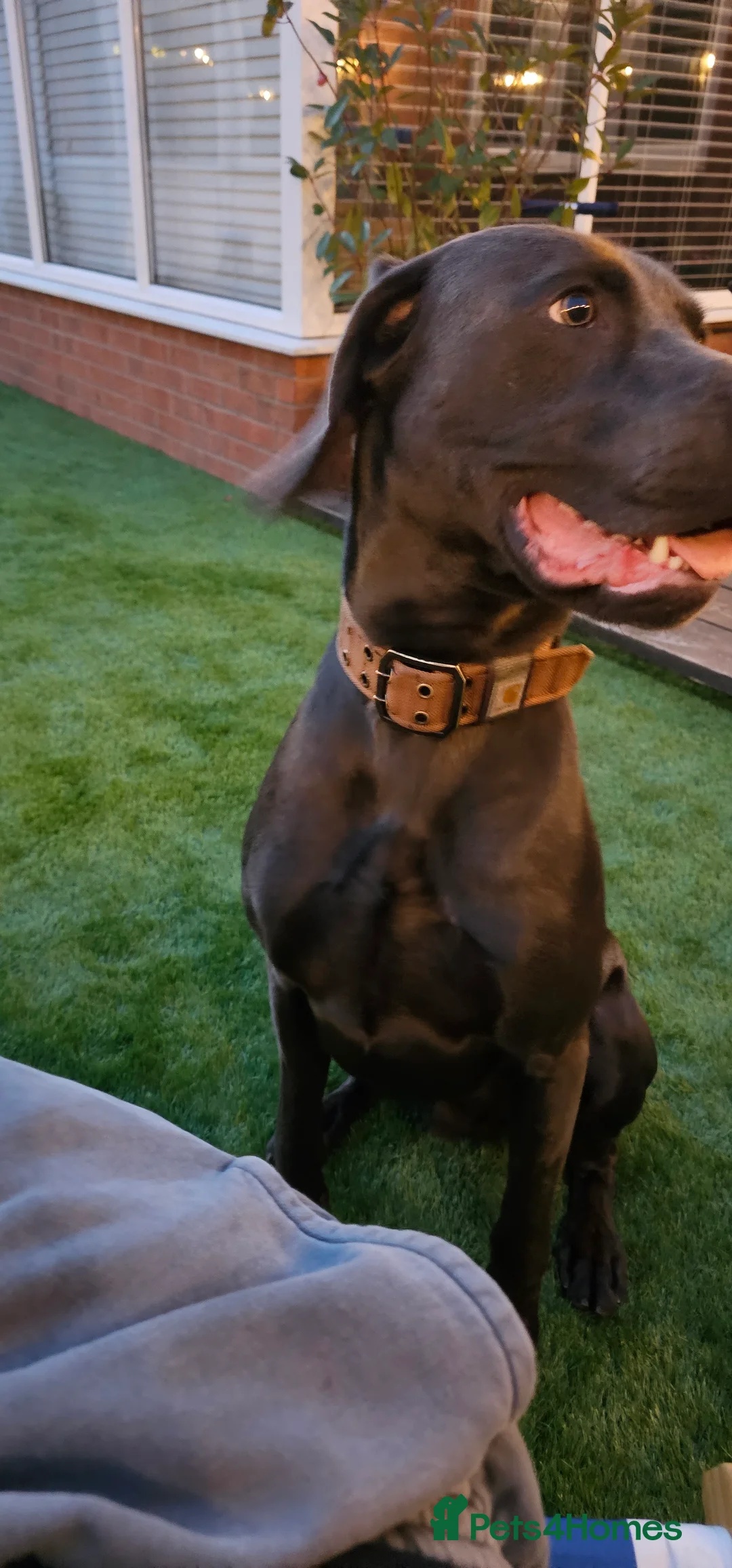 Weimaraner dogs for stud: GUNNER FOR STUD - Advert 6