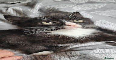 British Shorthair cats - Advert 14