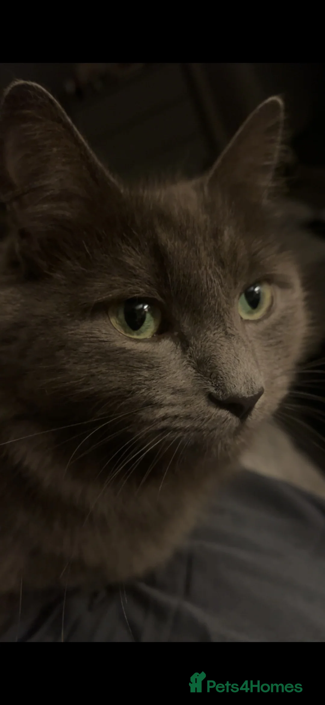 Nebelung cats for sale: Beautiful Grey Nebelung Female - Advert 1