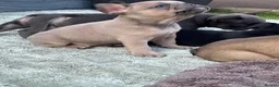 French Bulldog dogs for sale: 5 Chunky French Bulldog Puppies  - Advert 9