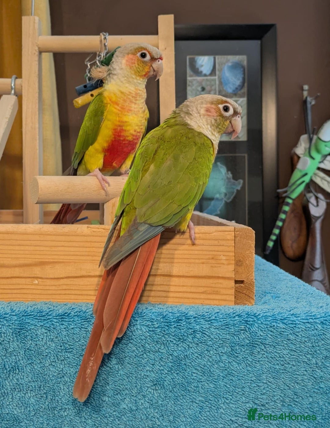 Conures birds for sale: Pineapple conures looking for new home.  - Image 7