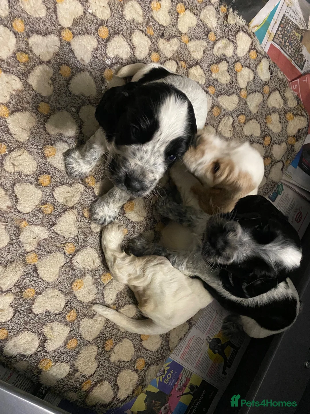 Cocker Spaniel dogs for sale: Gorgeous show Cocker spaniel  in Mablethorpe - Advert 2