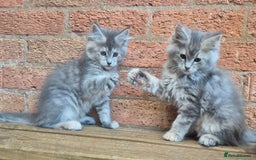 Maine Coon cats for sale: Beautiful Maine Coon kittens - Image 34