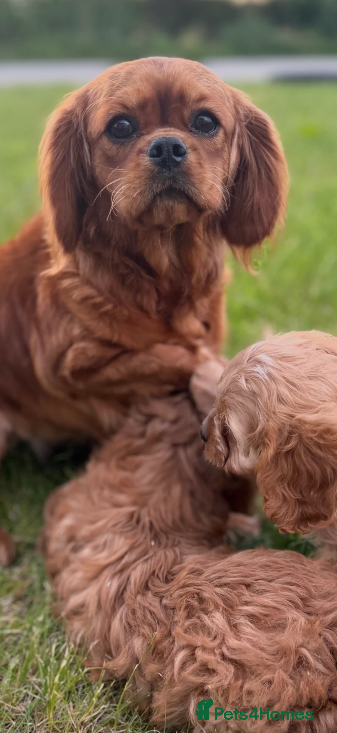 Cavapoo dogs for sale: Cavapoo puppies  in Cookstown - Advert 10