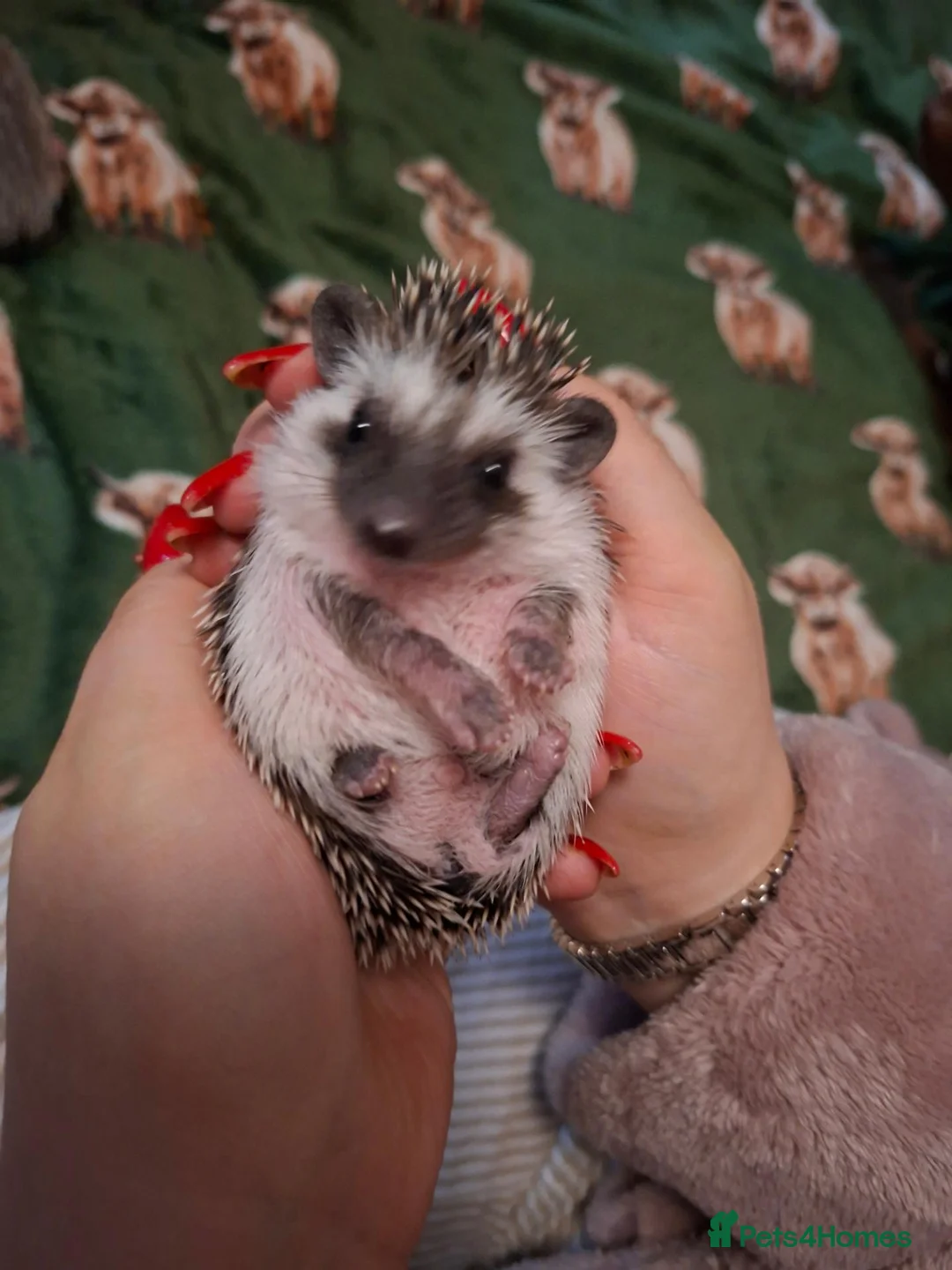 Pygmy Hedgehog rodents for sale: Baby African Pygmy Hedgehogs - Advert 1