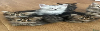Persian 5
