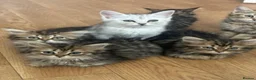 Persian cats for sale: Mixed breed Persian Kittens  - Advert 15