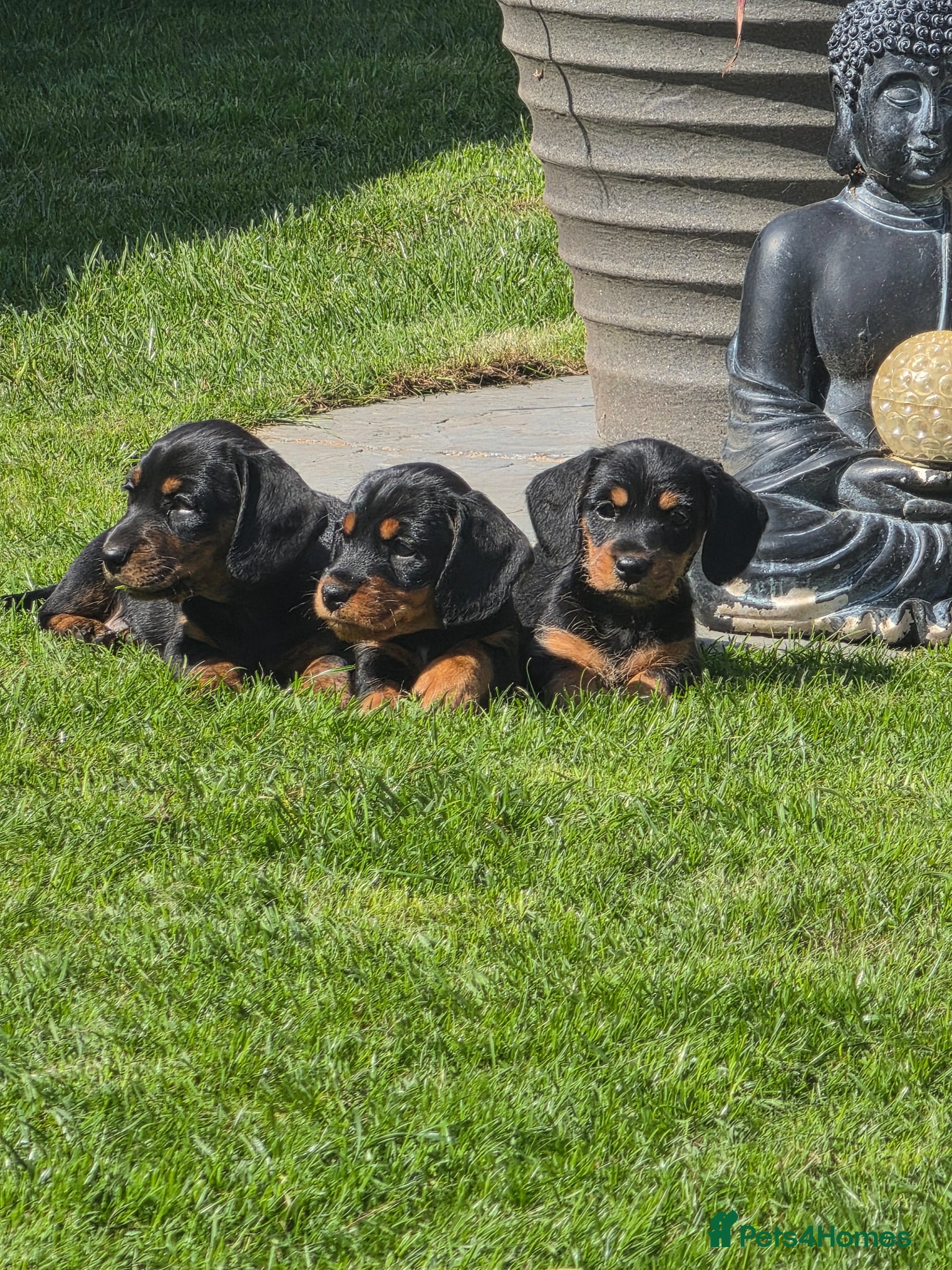 Miniature Dachshund dogs Dachsunds - Advert 7