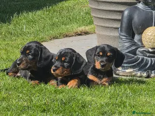 Miniature Dachshund dogs Dachsunds - Advert 6