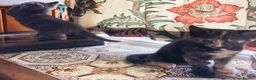 Mixed Breed cats for sale: Must stay together. Two hand reared orphan kittens - Advert 8