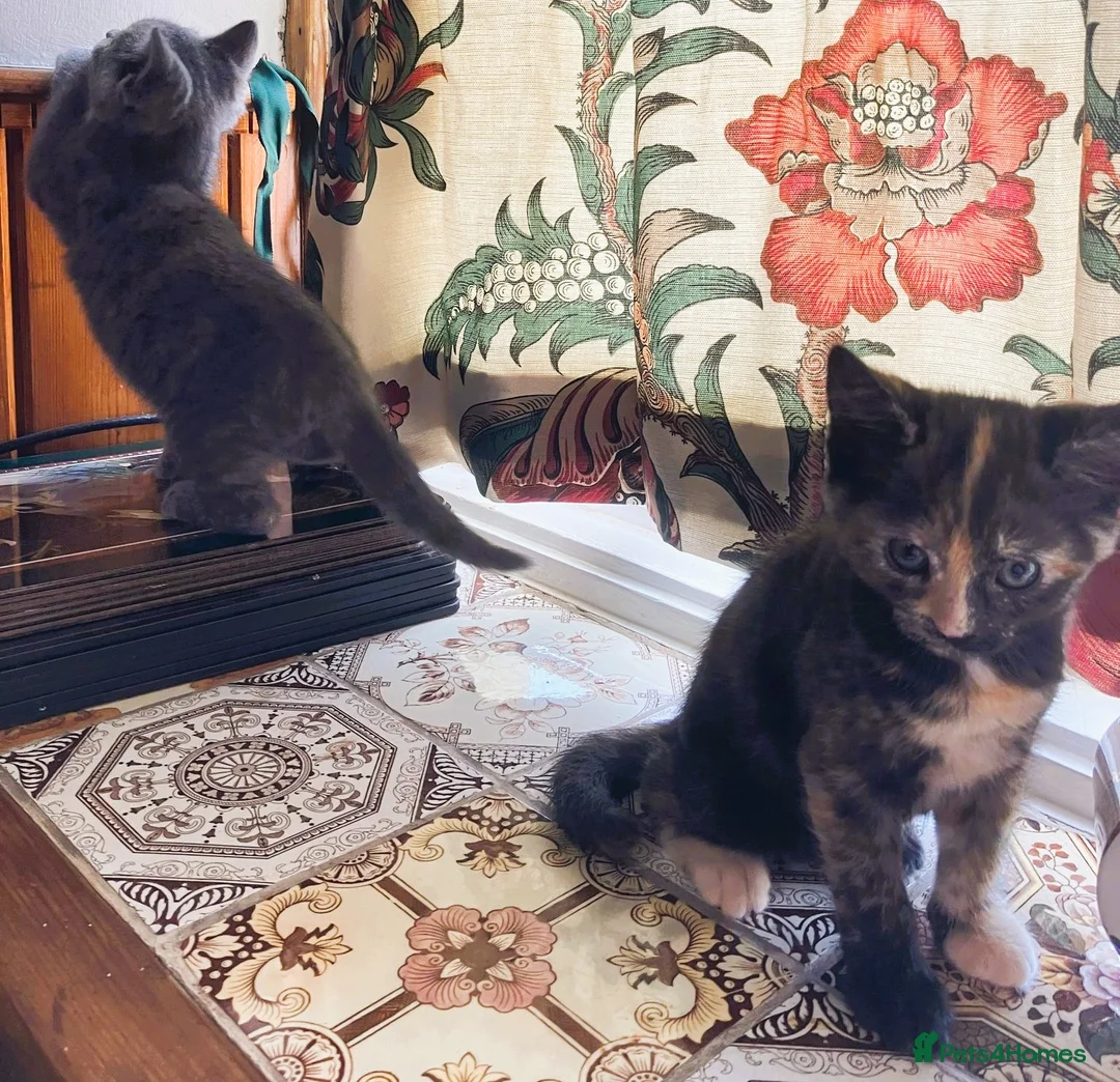 Mixed Breed cats for sale: Must stay together. Two hand reared orphan kittens - Advert 8