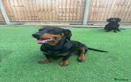 Mixed Breed dogs for sale: Miniature dachshund x cocker spaniel  - Image 11