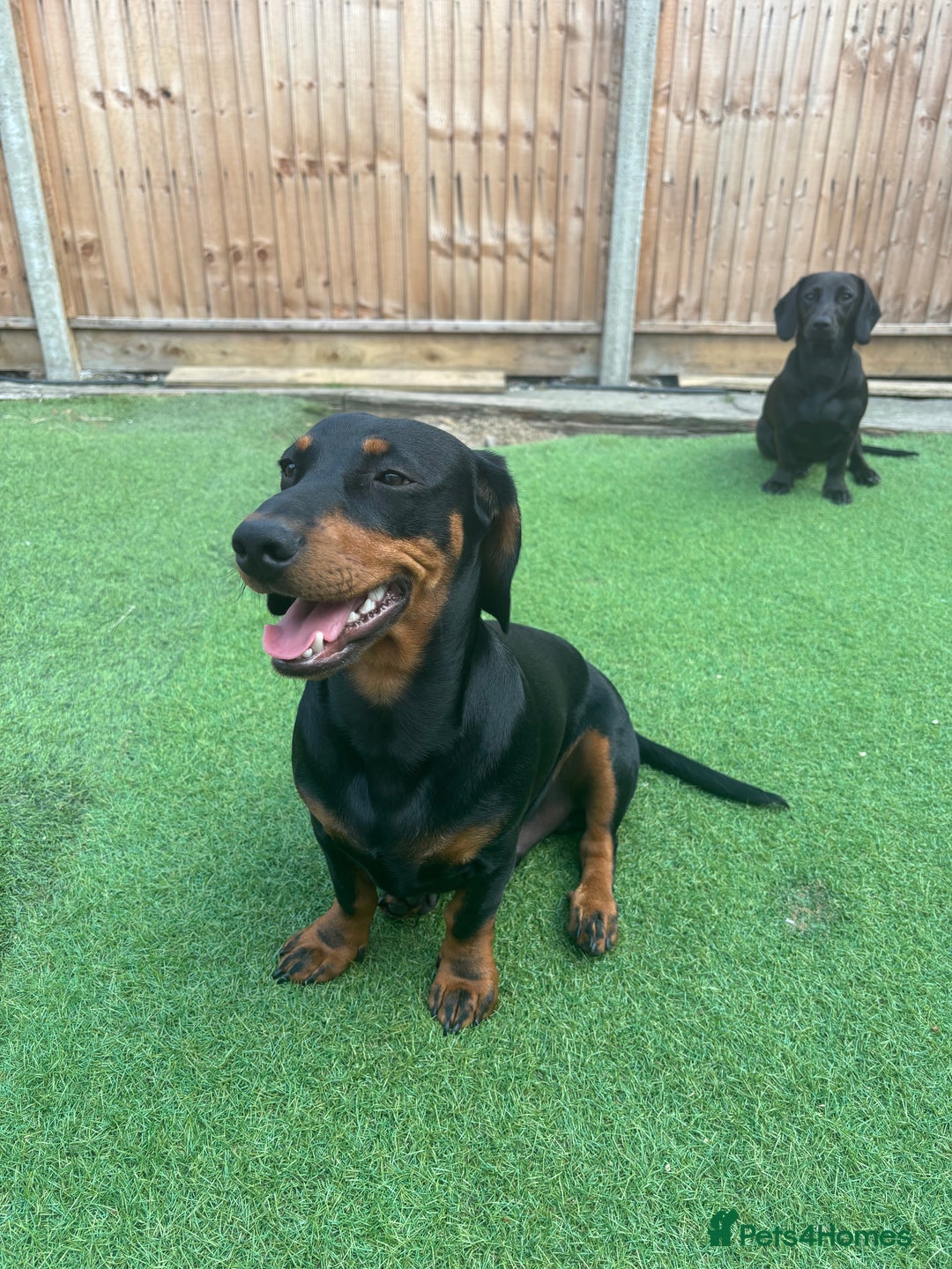 Mixed Breed dogs for sale: Miniature dachshund x cocker spaniel  - Image 11