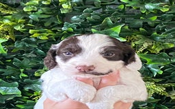 Cocker Spaniel dogs for sale: Cocker Spaniel Puppies  - Image 5