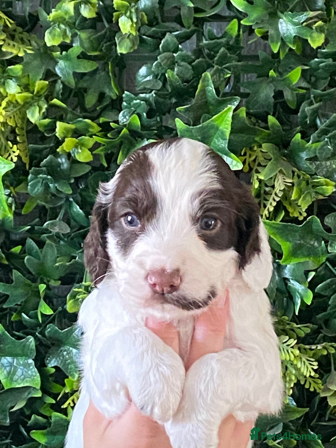 Cocker Spaniel dogs for sale: Cocker Spaniel Puppies  - Image 5