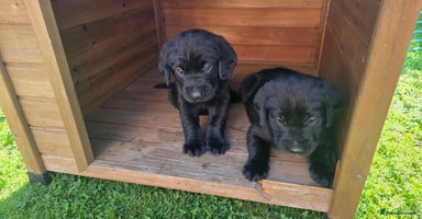 Labrador Retriever dogs - Advert 2