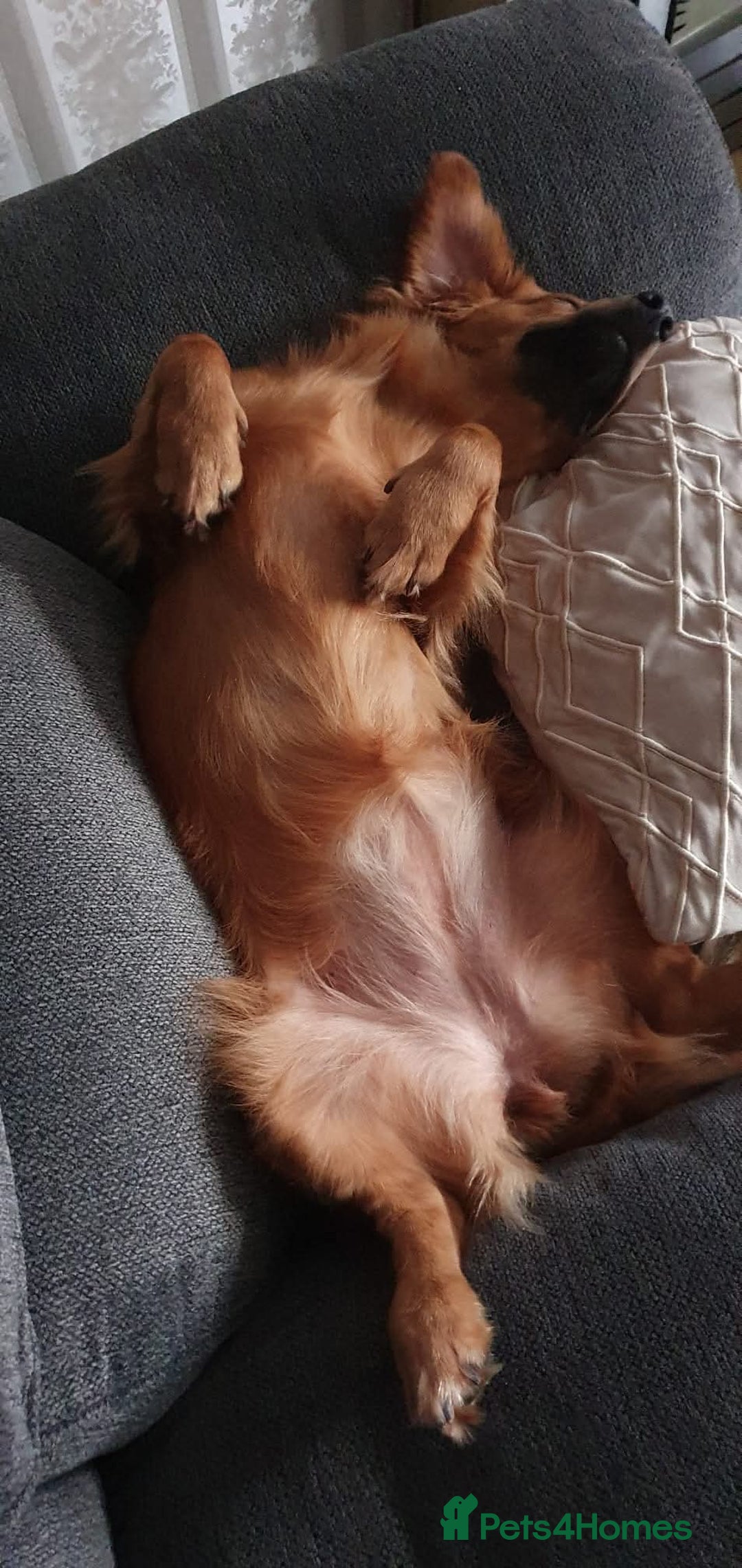 Mixed Breed dogs for adoption: 💖🐶 SANDY 🐶💖 - Image 29