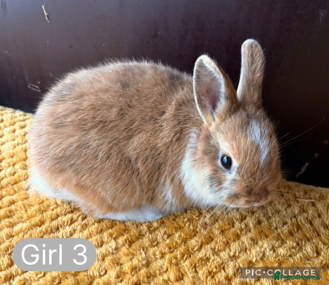 Netherland Dwarf rabbits for sale: Stunning well handled Netherland dwarves  - Image 5