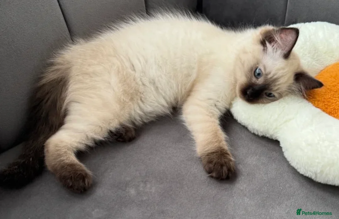 Ragdoll cats for sale: Ragdoll - Advert 8