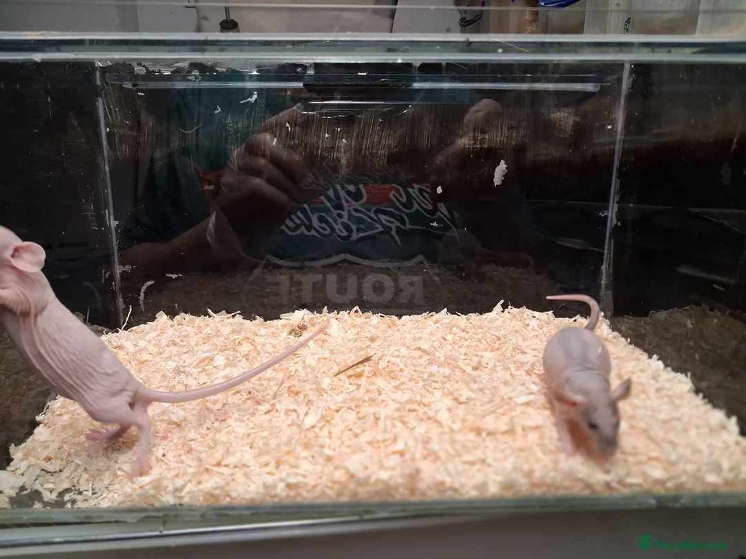 Rat rodents for sale: Baby Dumbo rats, natural, Rex , Nakeds - Advert 16