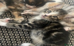 Mixed Breed cats for sale: 6 kittens for sale  - Image 24