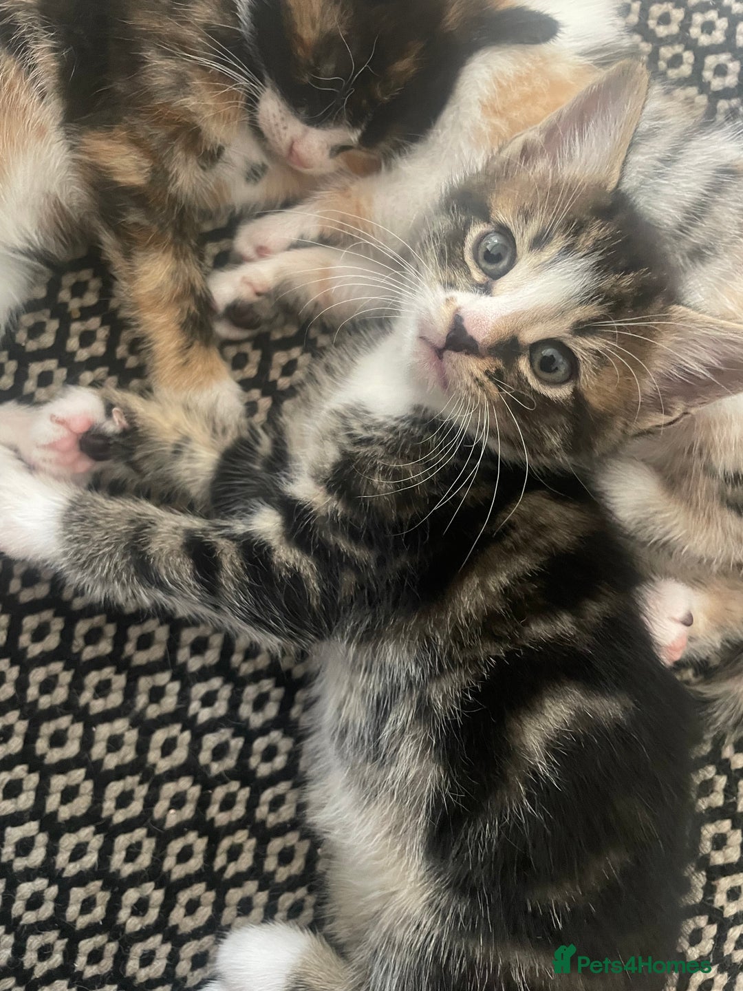 Mixed Breed cats for sale: 6 kittens for sale  - Image 24